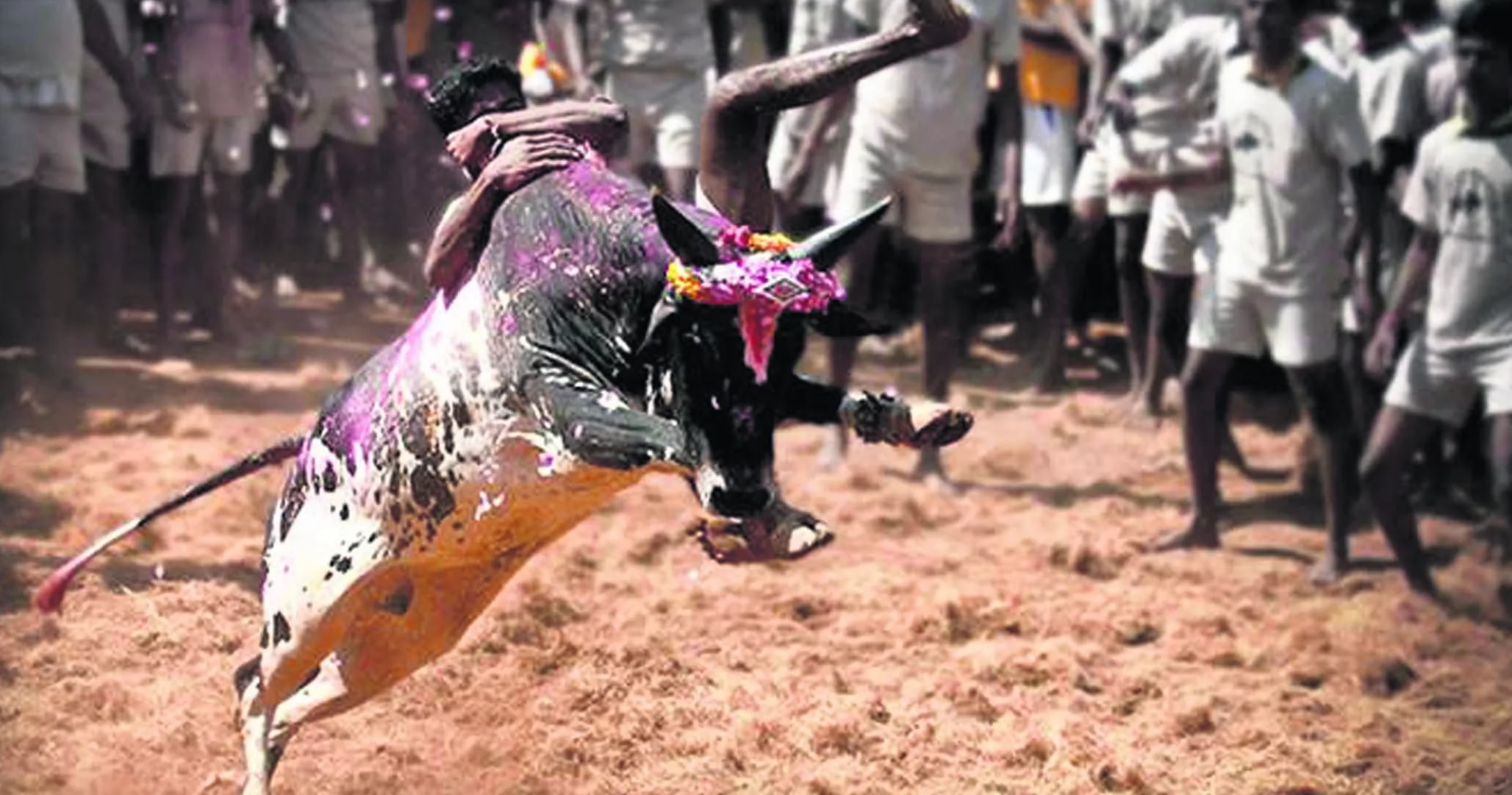 The first Jallikattu of this year started in the Thachankurichy
