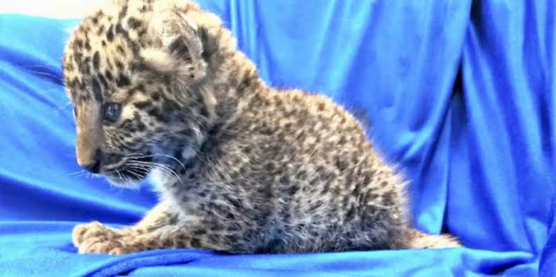 Leopard cub was seized in chennai airport