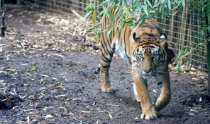 Govt signed Rs 500 Cr MoU to set up World Class Zoo in Mumbai